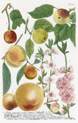 Różne jabłka