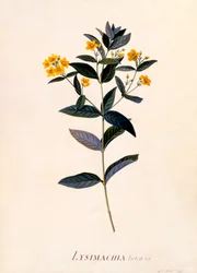Żółta Loosestrife, ok. 1760 r. ręcznie kolorowany grawerunek.