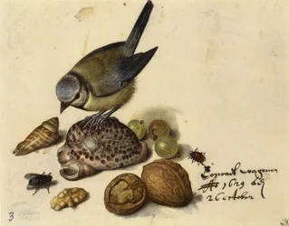 Martwa natura z modraszka, muszle, owoce i owady, 1629.
