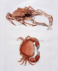 Ilustracja homara i kraba,