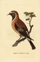 Blackeared wheatear morph , Oenanthe hispanica stapazina