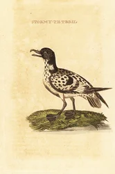 Petrel Cape , capense Daption