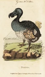 Wymarły dodo , Raphus cucullatus ( Didus ineptus )