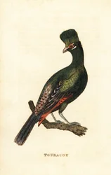 Guinea turaco lub zielony turaco, Tauraco persa