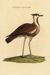 Północna czajka , Vanellus vanellus