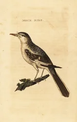 Przedrzeźniacz północny , Mimus polyglottos