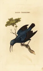 Miodownik purpurowy , Cyanerpes caeruleus