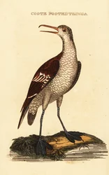 phalarope czerwonoszyjki , Phalaropus lobatus