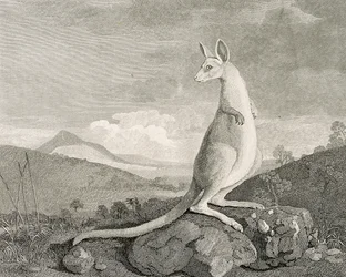 Zwierzę znalezione na wybrzeżu Nowej Holandii, zwane Kanguroo", ok. 1773 r. (rycina, akwaforta)