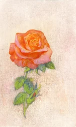 Pale Rose, lata 80. (gwasz na zagęszczonej płycie pilśniowej)