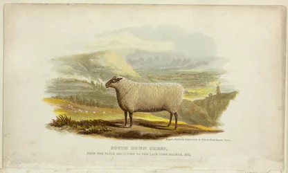 Owce South Down