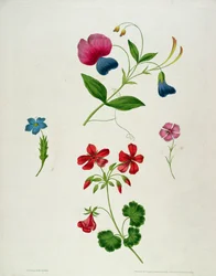 Ilustracja z „Nowego traktatu o malowaniu kwiatów, czyli Every Lady Her Own Drawing Master”, 1816 (kolorowy nadruk kropkowany grawerunek z ręcznym barwieniem)