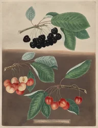 Pomona Britannica: nr 10 - Wiśnie