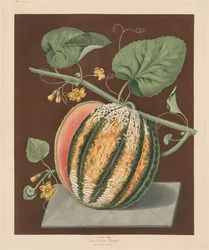 Pomona Britannica: nr 64 - Scarlet Flesh Romana Melon, 1812.