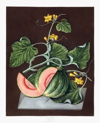 Dynia, 1812