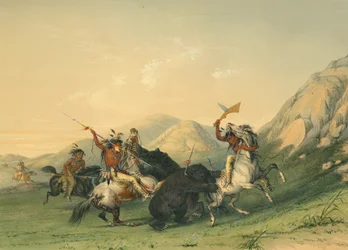Atak niedźwiedzia grizzly