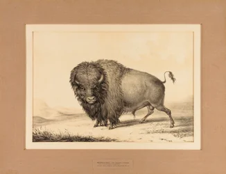 Buffalo Bull - nr 2