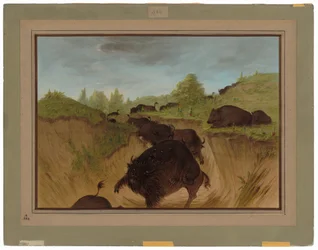 Niedźwiedzie grizzly atakują bawoły