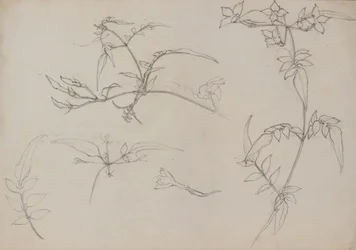 Rysunek botaniczny