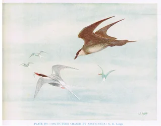 Rybitwa popielata ścigana przez skuę popielatą, ilustracja z książki "British Birds" autorstwa Kirkman  Jourdain