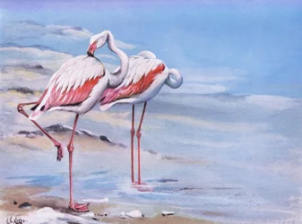 Greater Flamingo (litho)