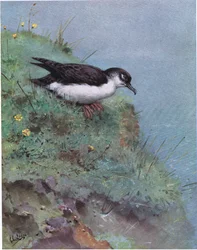 Manx Shearwater (litografia)