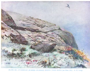 Ptasznik ukrywający się przed jastrzębiem, ilustracja z książki "British Birds" autorstwa Kirkman  Jourdain