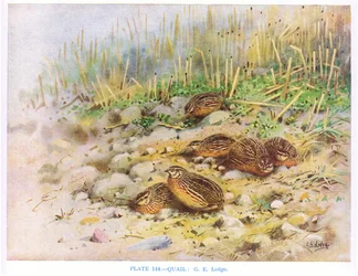 Przepiórki, ilustracja z książki "British Birds" autorstwa Kirkman  Jourdain