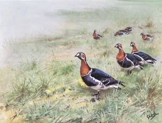 Gęś gęgawa (litografia)