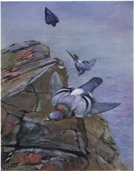 Rock Dove (litografia)