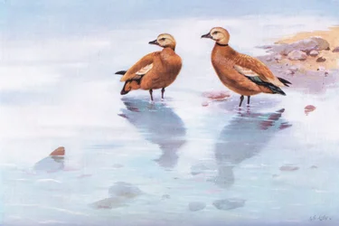 Ruddy Sheld Ducks (litografia)