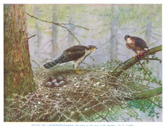Krogulec, ilustracja z książki "British Birds" autorstwa Kirkmana i Jourdaina