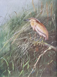 Squacco Heron (litho)