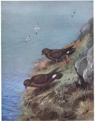 Petrel burzowy (litografia)