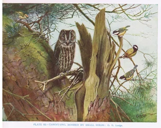 Puszczyk atakowany przez małe ptaki, ilustracja z książki "British Birds" autorstwa Kirkman  Jourdain