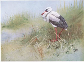 Bocian biały (litografia)