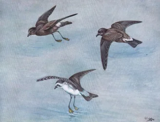 Wilsons Petrel, Harcourt lub Madeiran Petrel, White faced lub Frigate Petrel (litografia)