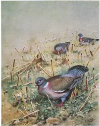 Gołąb leśny (litografia)