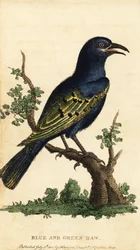 Szpak afrykański błyszczący, gatunek Lamprotornis. 1800 (grawerowanie)