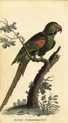Aleksandretta aleksandretta, Psittacula eupatria., 1800 (rycina)