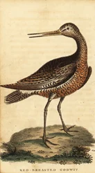 Szlamnik, Limosa lapponica., 1800 (rycina)