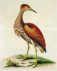 Bączek z Zatoki Hudsona, 1748 (ręcznie barwiony grawerunek)