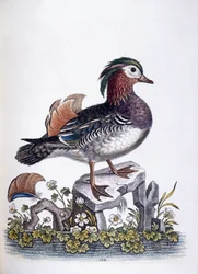 Chińska cyraneczka, 1746