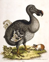 Dodo i świnka morska, 1750