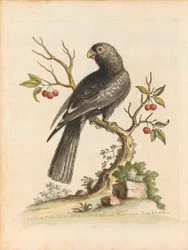 George Edwards, Birds I Singapore Plate 5