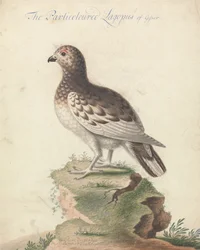 pardwa