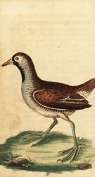 Sora, Porzana Karolina. 1800 (grawerowanie)