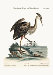Popielata czapla z Ameryki Północnej, 1749-73