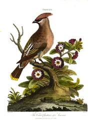 Czubatka amerykańska (Ampelis)
