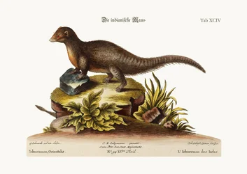 Indyjski Ichneumon, 1749-73